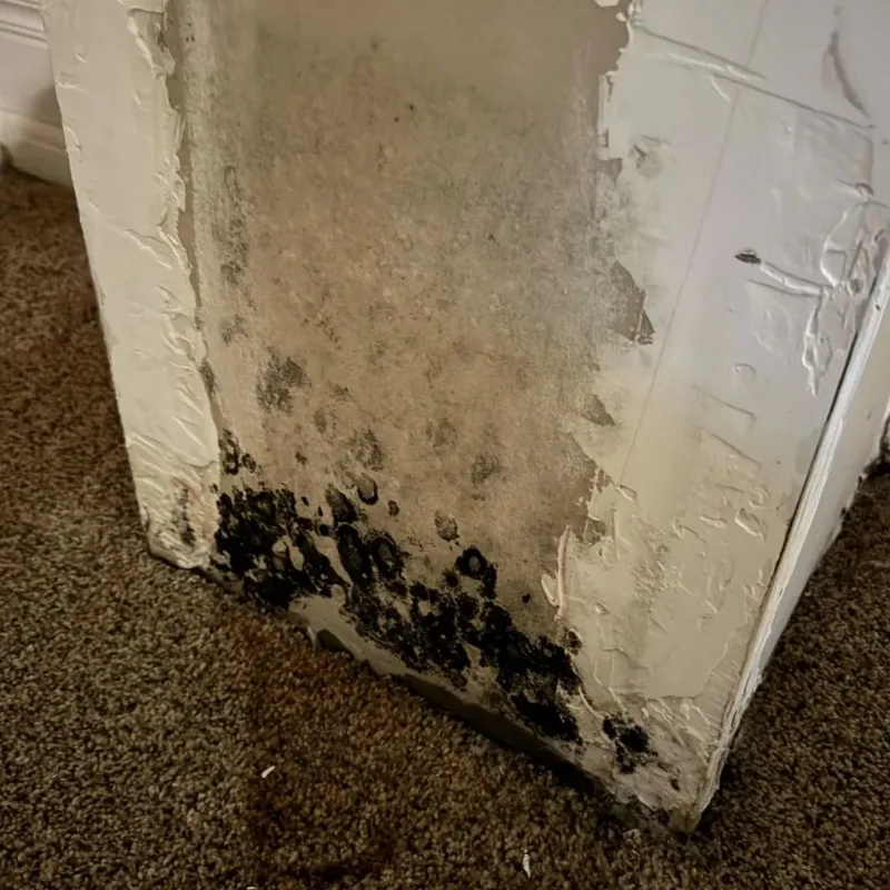 Professional Mold Removal in Edinburg, VA
